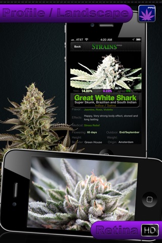 Strains Pro - An Advanced Breeder's Guide to World's Distinctive Cannabis screenshot 4