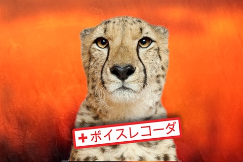 Wildlife Safari Photo Memo Puzzle Free screenshot 3