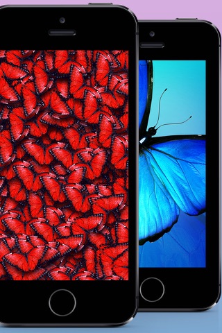 Butterfly Wallpapers, Backgrounds & Themes - Download Free HD Images of the Best Beautiful Butterflies You've Ever Seen! screenshot 2