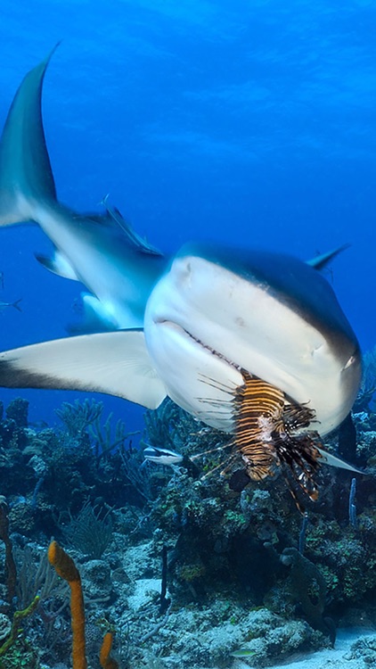 Shark Attack Survival: Great White & Tiger, Blue & Mako, Hammerhead & Whale screenshot-3