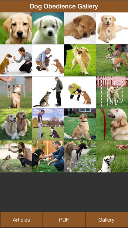 Dog Obedience Guides - Train Your Dog Effectively, Dog Training Tips, Dog Gallery