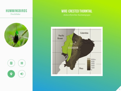 Hummingbirds of Ecuador screenshot 3