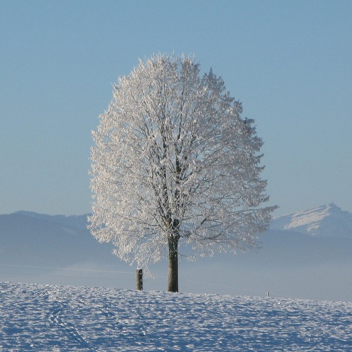 Winter Jigsaw