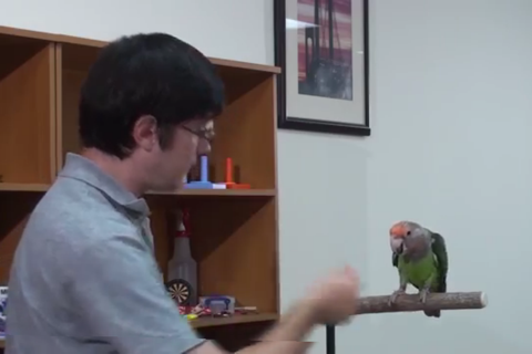 Parrot Training screenshot 4