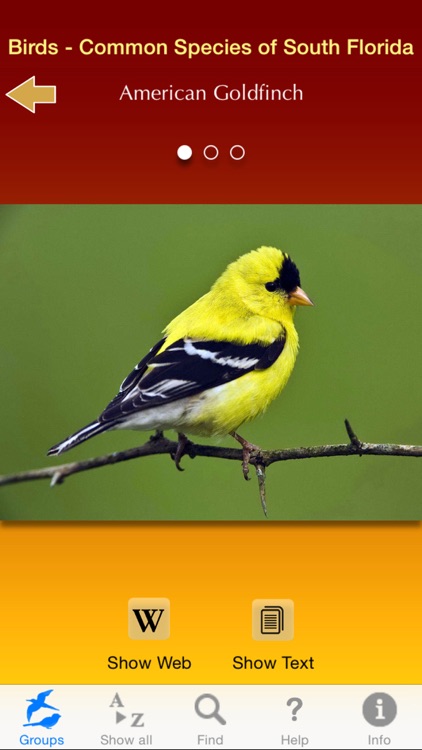 Birds - Common Species of South Florida