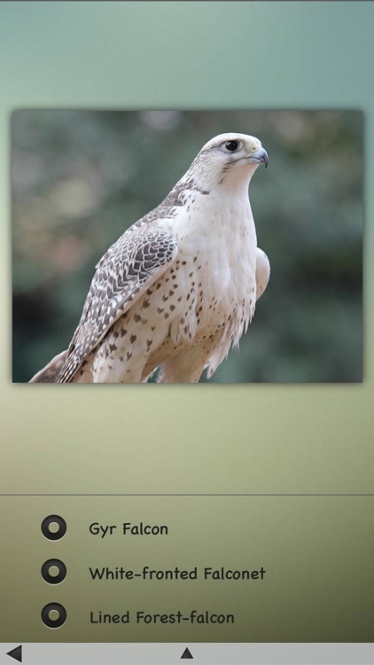 Falcons and Caracaras Guru