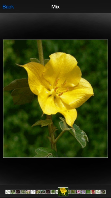 Herbalism screenshot-4