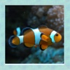 Clown Fish Simulator