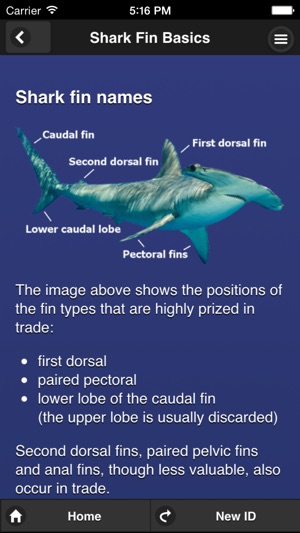 Shark Fin Identifier(圖2)-速報App