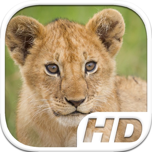 Lion Cub Simulator HD Animal Life icon