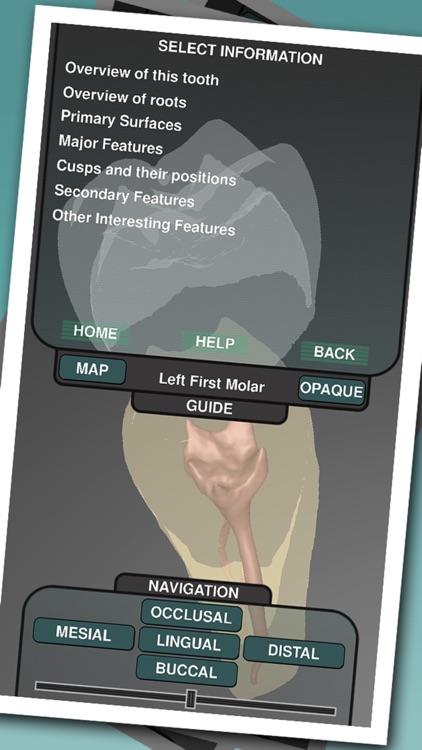 Real Tooth Morphology