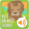The Best Animal Sounds+