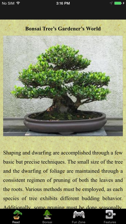 Bonsai Trees: Gardeners World