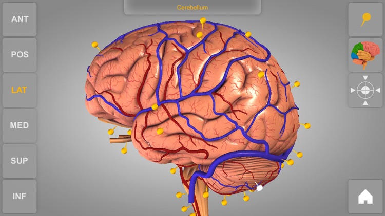 Brain - 3D Atlas of Anatomy screenshot-3