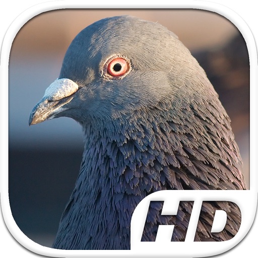 Pigeon Bird Simulator HD Animal Life icon