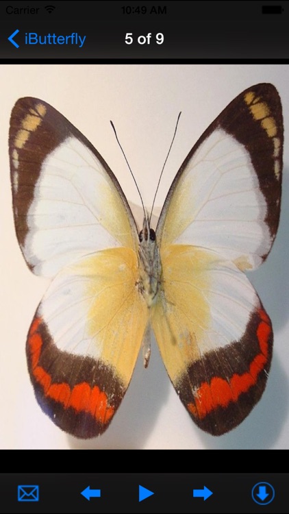 Beautiful iButterfly