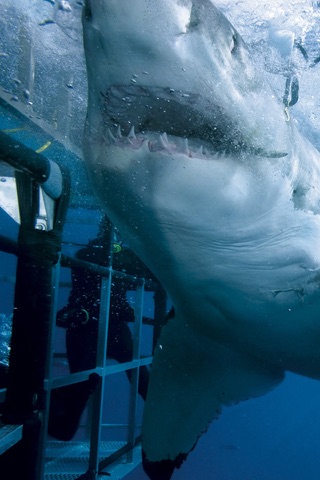 Shark Attack Survival: Great White & Tiger, Blue & Mako, Hammerhead & Whale screenshot 2
