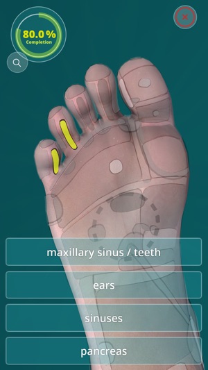 Reflexology Quiz - zones