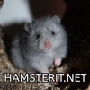HamsteritNet