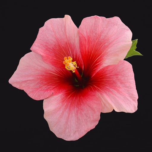 Hibiscus Wallpapers HD: Quotes Backgrounds with Art Pictures icon
