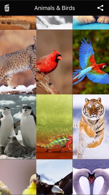 Animals & Birds HD Wallpaper - Great Collection screenshot-3