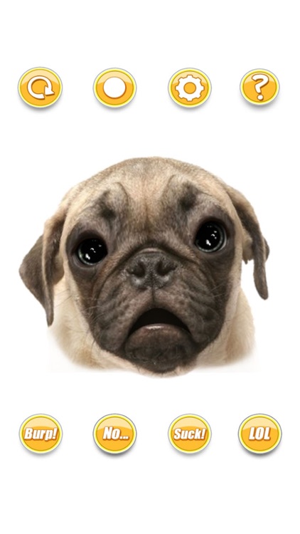 Talking Pug The Puppy Dog For Your iPhone