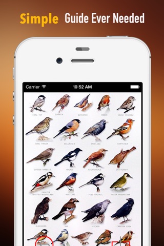 How to Identify a Bird:Tips and Tutorial screenshot 2