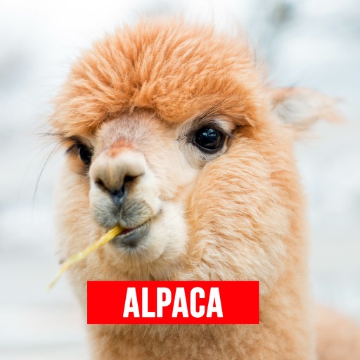 Alpaca - Successful Alpaca Farming icon