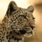 A collection of Beverly Joubert's wildlife fine art photography is available for the first time exclusively on the iPad