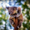 Koala Wallpapers HD: Quotes Backgrounds with Art Pictures