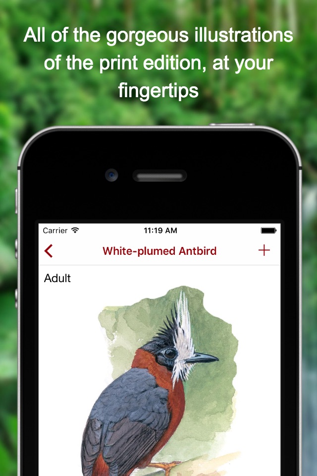 Birds of Peru screenshot 2