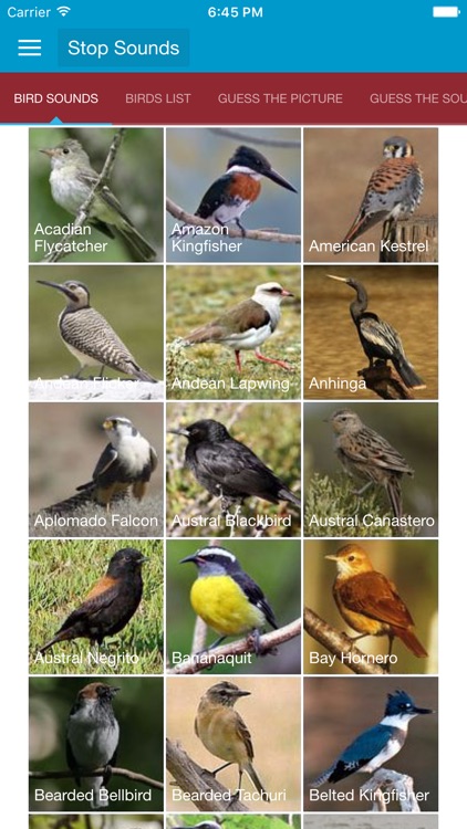 South American Birds and Sound