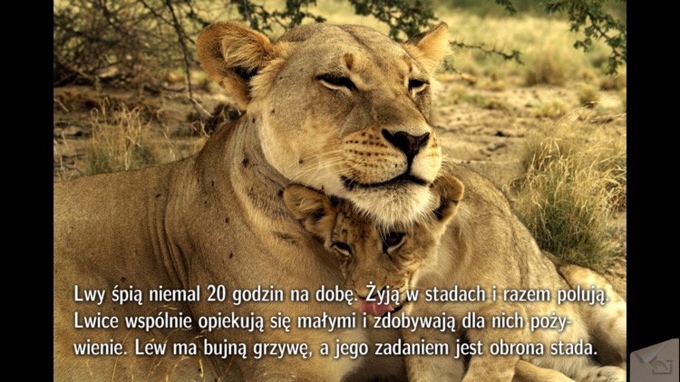 Lwy i inne dzikie zwierzęta