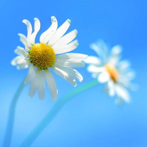 Daisy Wallpapers HD: Quotes Backgrounds with Art Pictures icon