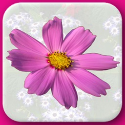 Flowers Flash Cards - Fruits And Vegetables Name Learning Game for your Kids