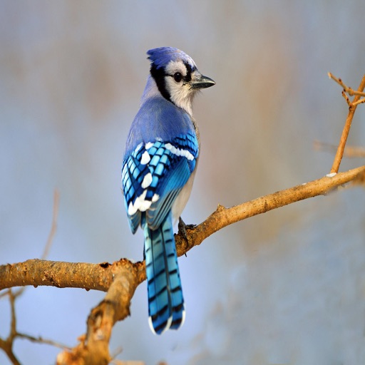 Blue Jays Sounds - High Quality Bird Watching Calls iOS App