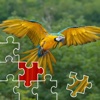 Parrots Jigsaw Puzzles