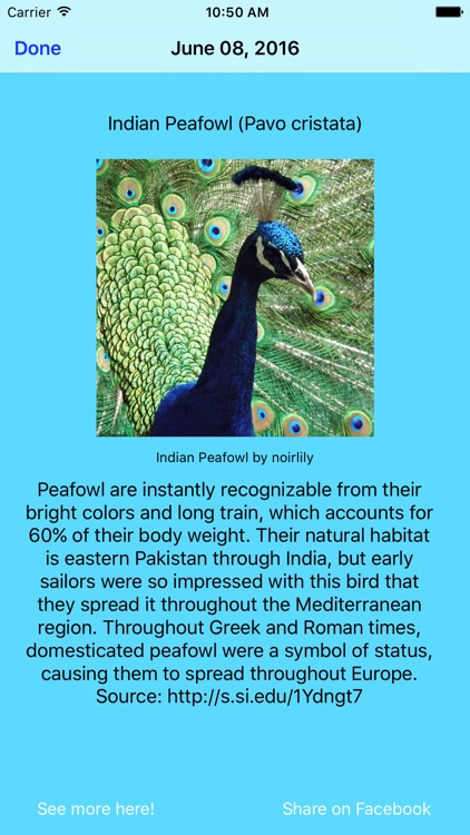 Daily Bird Facts