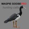 BLUETOOTH COMPATIBLE real magpie goose hunting calls app provides you magpie goose calls at your fingertips