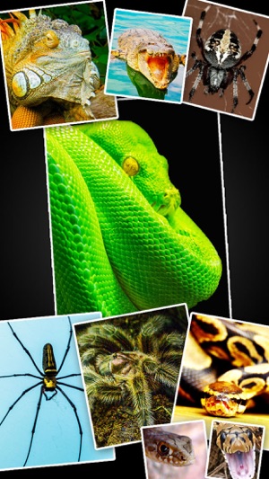 Snakes, Spiders, Lizards and Reptiles - 