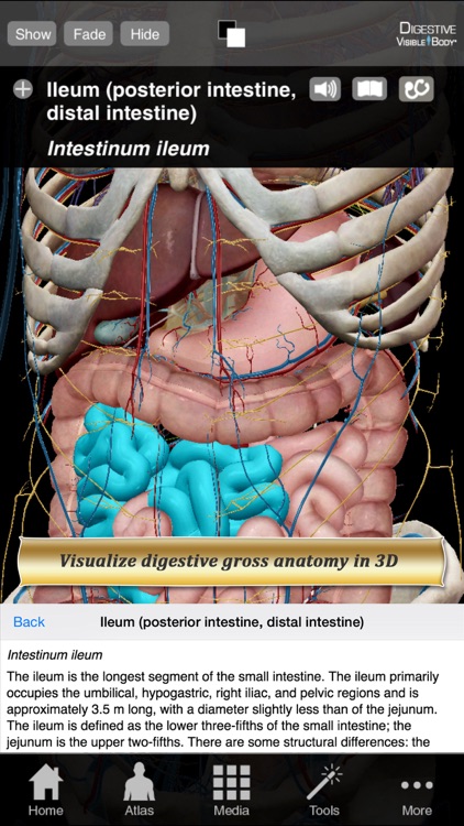 Digestive Anatomy Atlas 6 for Springer