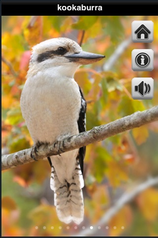 Aussie Wildlife Lite screenshot 2