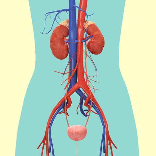 Medical Terminology : Urinary System