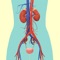 Medical Terminology : Urinary System