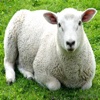 Sheep Sounds - High Quality Sounds to Rest To