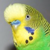 Budgie Bird Sound Effects - High Quality Bird Calls of a Parakeet - iPhoneアプリ