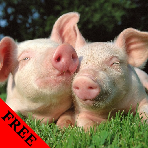 Pig Photos & Video Galleries FREE icon