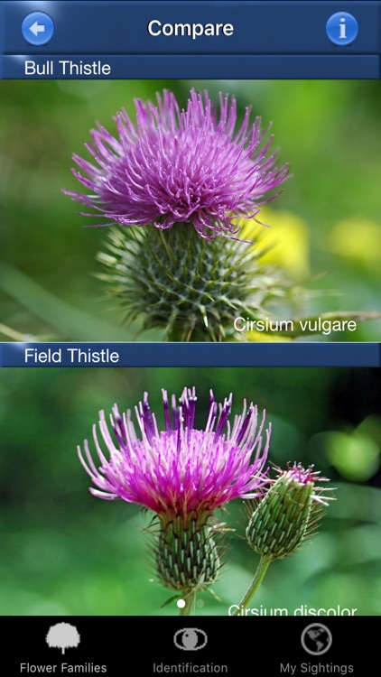 Wild Flower Id USA Photo Recognition - Eastern States Nature Guide of North America screenshot-4