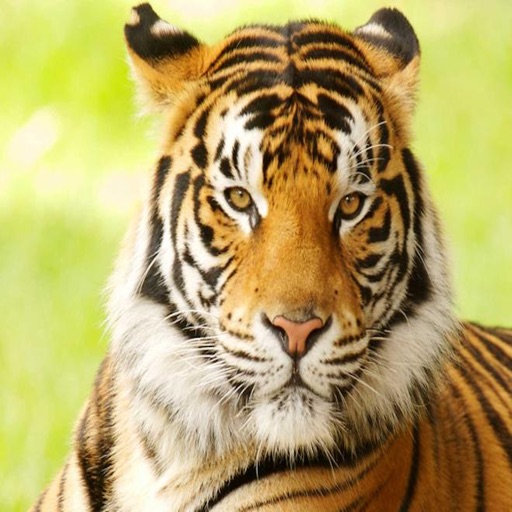 Tiger Sounds and Ringtones - High Quality Effects For Your Device icon