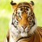 The tiger (Panthera tigris) is the largest cat species, most recognisable for their pattern of dark vertical stripes on reddish-orange fur with a lighter underside